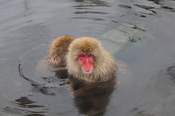 Fototapeta premium japanese snow monkey taking a bath in hot spring