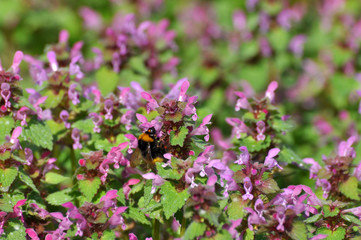Bumble bee collects nectar on a wild flowers in the meadow