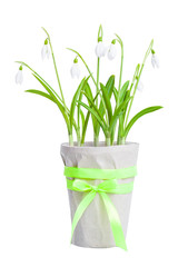 Spring snowdrops in a flowerpot isolated on white.