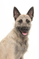 Portrait of a blond dutch wire-haired shepherd facing the camera isolated on a white background