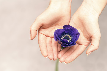 Blue flower in the hands of women