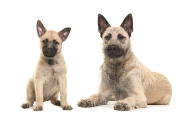 Blond Dutch wire-haired shepherd adult dog lying on the floor with a sitting puppy both facing the camera isolated on a white background