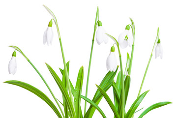 Fototapeta na wymiar Spring snowdrops isolated on white background