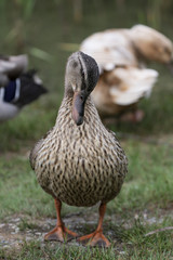 Brown duck in meadow
