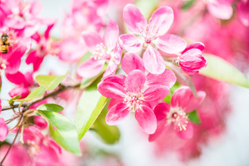 Naklejka na ściany i meble beautiful garden spring flowers