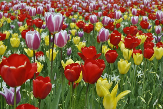 Kolorowe tulipany wiosną