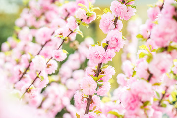 beautiful garden spring flowers
