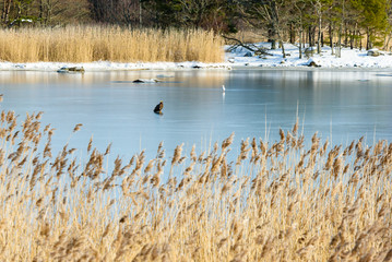 White-tailed eagle (Haliaeetus albicilla) standing alone on frozen sea in coastal landscape in winter. Reed in foreground. Location Hjortahammar in Blekinge, Sweden.