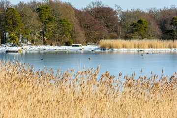 White-tailed eagle (Haliaeetus albicilla) standing alone on frozen sea in coastal landscape in winter. Reed in foreground. Location Hjortahammar in Blekinge, Sweden.