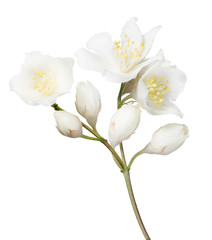 four jasmine buds and three blooms on white