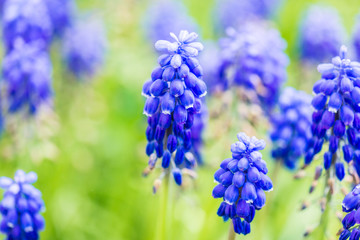 beautiful garden spring flowers