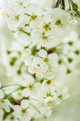 beautiful garden spring flowers