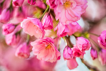 Spring Cherry blossoms, pink flowers.