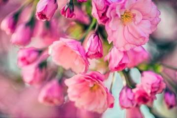 Naklejka na ściany i meble Spring Cherry blossoms, pink flowers.