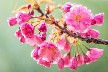 Fototapeta na wymiar Spring Cherry blossoms, pink flowers.