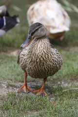 Brown duck in meadow