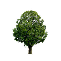 Fototapeta premium Tree isolated on white.
