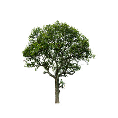 Obraz premium Drzewo na białym tle.