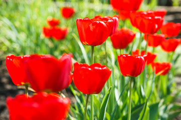 Obraz premium Beautiful scarlet red tulips flowerbed closeup. Flower background