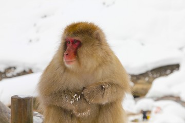 japanese snow monkey