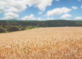 Golden wheat field, rural nature, harvest and farming background