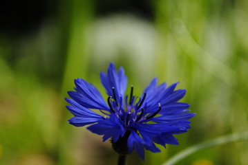 Niebieski kwiat, chaber bławatek