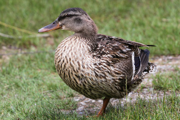 Brown duck in meadow