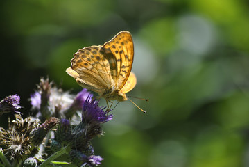 Motyl, cynthia cardui © Artur