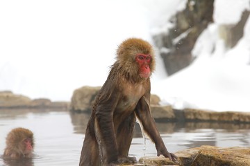 Obraz premium japanese snow monkey getting out of the hot spring