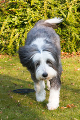 Bearded Collie playing in the garden