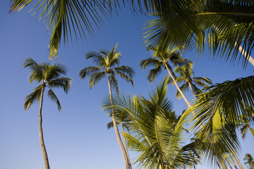 Fototapeta na wymiar cocotiers sur un beau ciel bleu