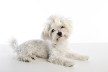 Maltichon puppy Bichon Maltese on white