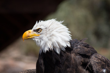 Most American Icon 
