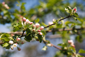Apple tree spring blossom, branch with flowers closeup