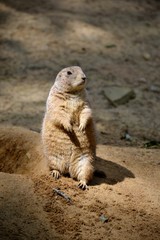 Details of wild prairie dogs and sand