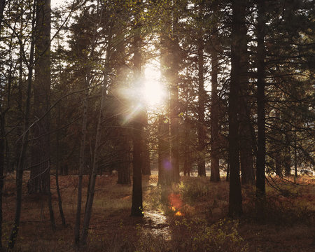 Sunlight shining through the trees  - Powered by Adobe