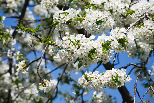 Cherry tree spring blossom, branch with flowers closeup
