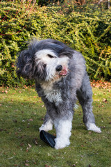 Fototapeta premium Bearded Collie playing in the garden