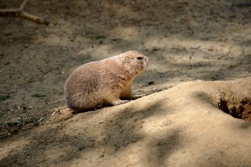 Details of wild prairie dogs and sand