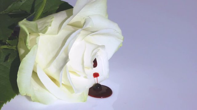 White bleeding rose with blood droplets flowing out symbolising a broken heart