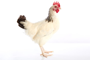 Sussex hen original from England