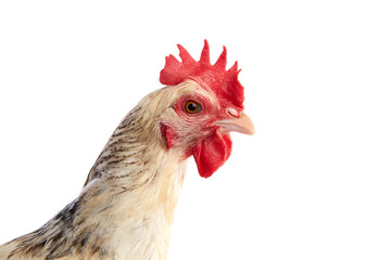 Sussex hen original from England