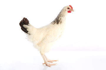 Sussex hen original from England