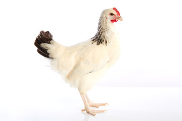 Sussex hen original from England