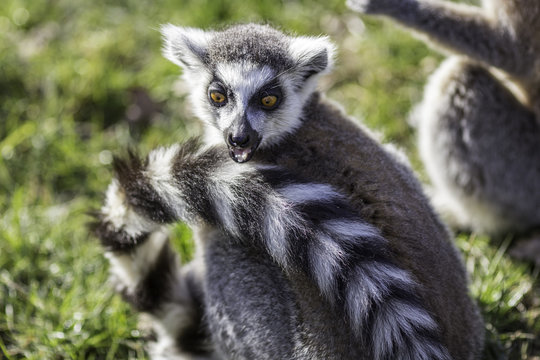 Funny animal surprised expression from a shocked ring-tailed lemur. Great humorous meme image.