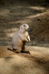 Details of wild prairie dogs and sand