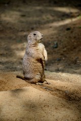 Fototapeta premium Details of wild prairie dogs and sand