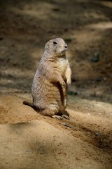 Details of wild prairie dogs and sand