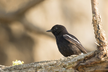 Image of birds perched on the branch. Wild Animals. Pied Bushchat ( Saxicola caprata )