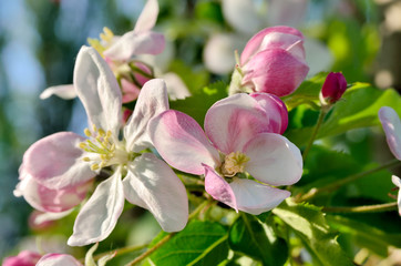 Fototapeta na wymiar Young apple-tree flowers in the spring garden